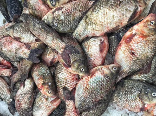 Raw crucian carp fishes on ice in a fish market — Stock Photo, Image