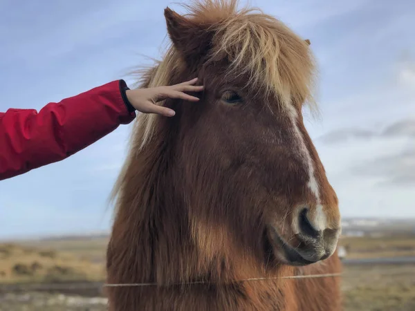 Kvinnlig hand röra huvudet av en isländsk häst — Stockfoto