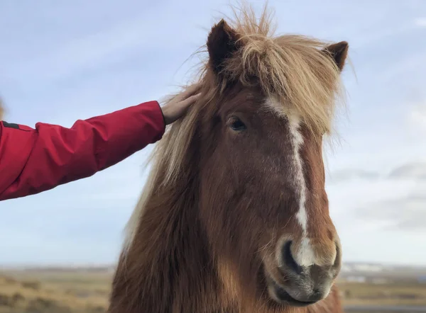 Kvinnlig hand röra huvudet av en isländsk häst — Stockfoto