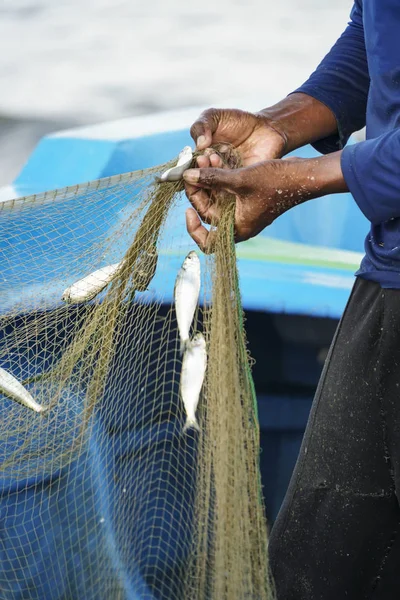 Closeup male hand picking fishes on net — Stock Photo, Image