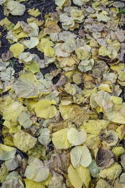 Сухие осенние листья на заднем плане — стоковое фото