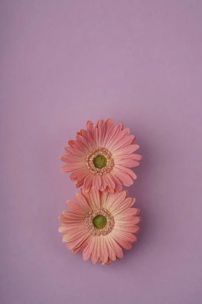 Nő nap sablon százszorszép virágok lila — Stock Fotó