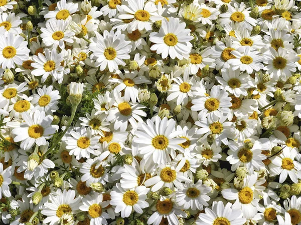 Blumenhintergrund mit Gänseblümchen im Frühling — Stockfoto