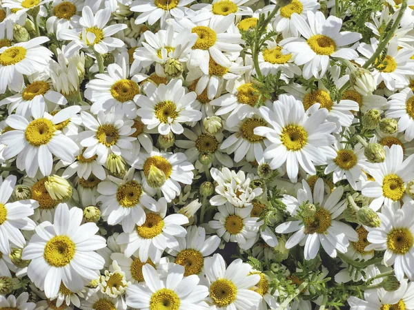 Florale achtergrond met Daisy bloemen in de lente — Stockfoto