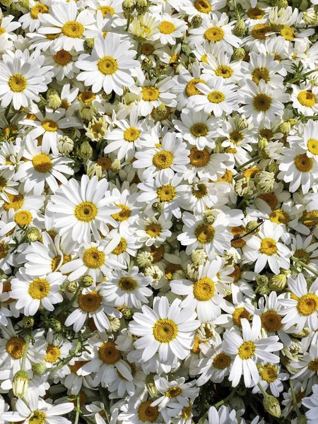 Fondo floral con flores de margarita en primavera — Foto de Stock