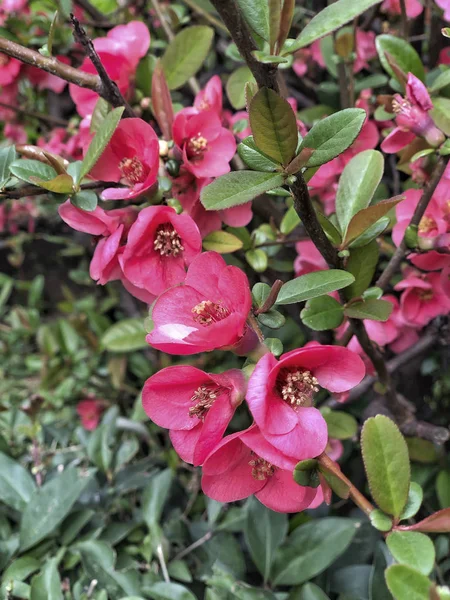 Jarní květiny na stromě v zahradě — Stock fotografie