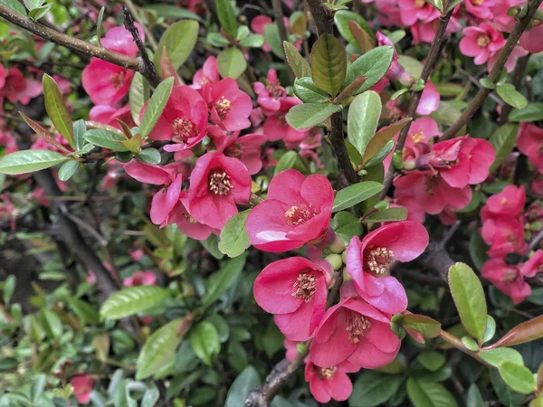 庭の木に春の花 — ストック写真