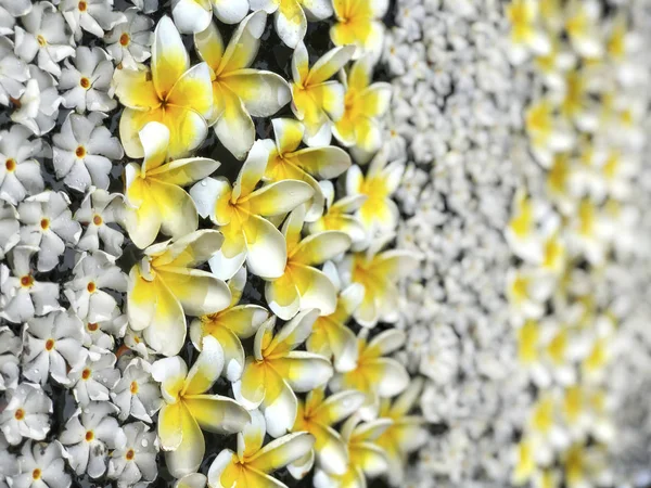 Florale achtergrond met exotische witte Plumeria bloemen — Stockfoto