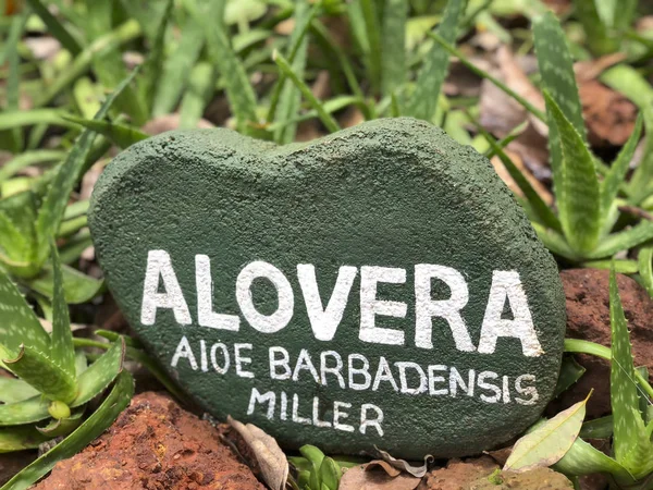 スリランカの植物園に看板を持つアロエベラ植物 — ストック写真