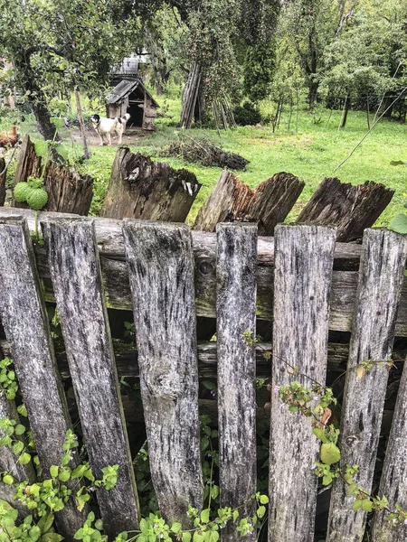 Wieku drewniany ogrodzenie ogrodu wiosną — Zdjęcie stockowe