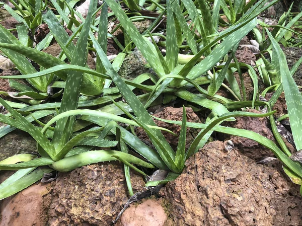 Rostliny Aloe Vera na botanické zahradě — Stock fotografie