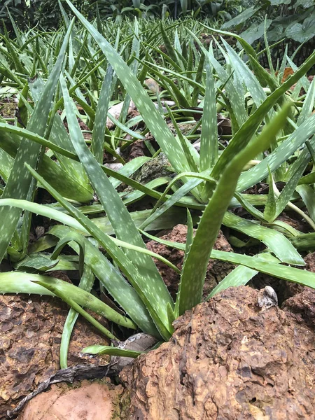 Rostliny Aloe Vera na botanické zahradě — Stock fotografie