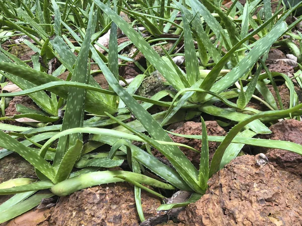 Rostliny Aloe Vera na botanické zahradě — Stock fotografie