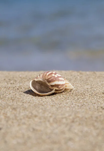 V létě na písečné pláži v moři — Stock fotografie
