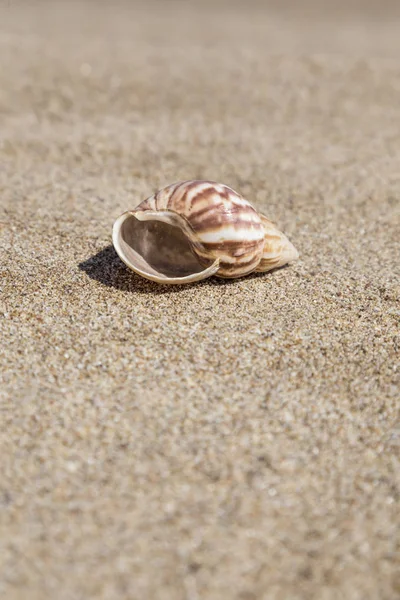 Морська мушля на піщаному пляжі влітку — стокове фото
