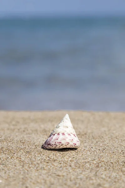 Seashell na piaszczystej plaży w lecie — Zdjęcie stockowe