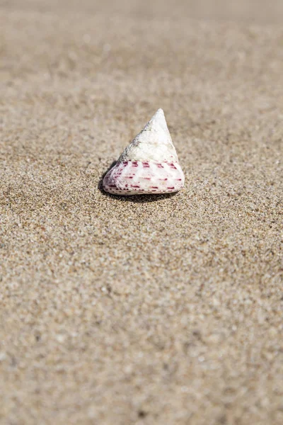 Ett snäcka på en sandstrand på sommaren — Stockfoto