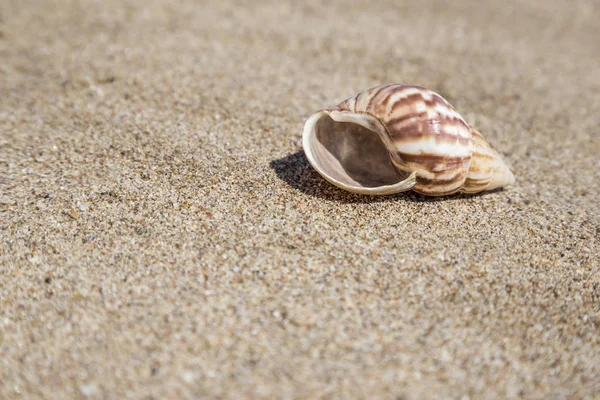 V létě na písečné pláži v moři — Stock fotografie