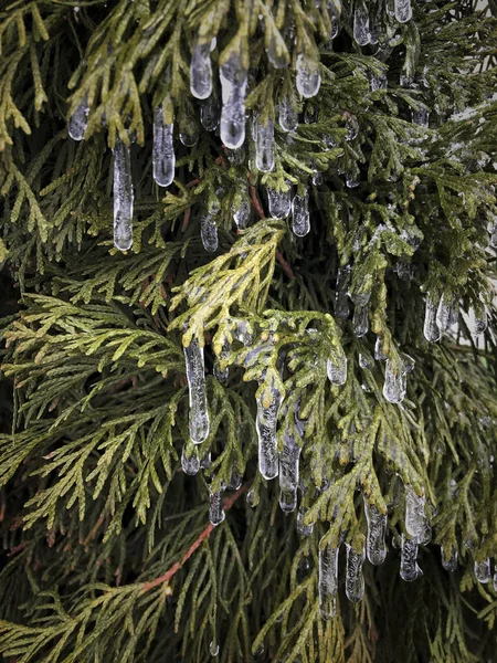 Ice on branches of a pine tree as a background — Stock Photo, Image