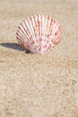 bir deniz kabuğu kumlu bir plaj portre