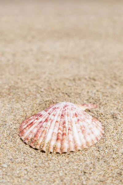 Zbliżenie muszli na plaży — Zdjęcie stockowe