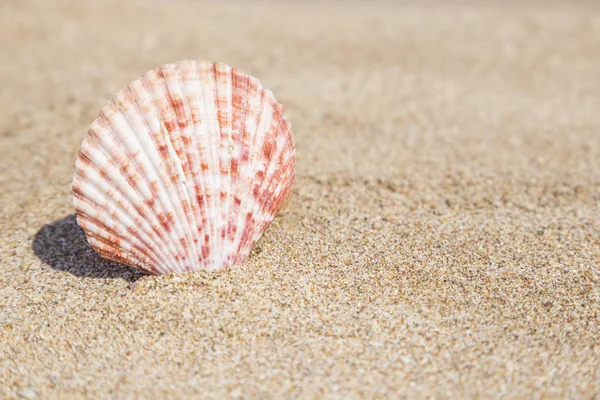 Closeup mušle na písečné pláži — Stock fotografie