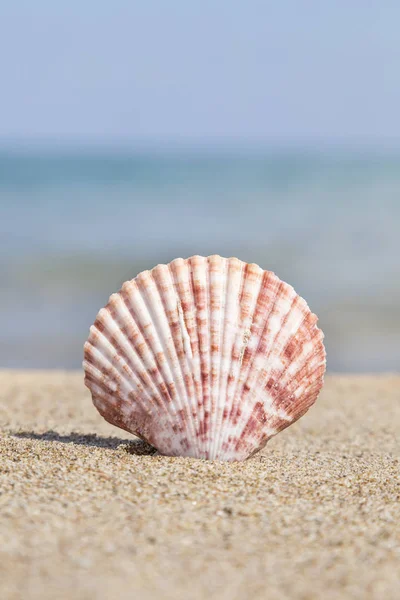 Närbild av en snäcka på en sandstrand — Stockfoto