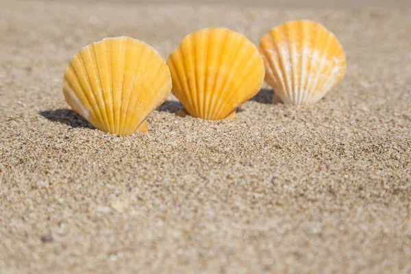 Närbild av en snäckskal på en sandstrand — Stockfoto