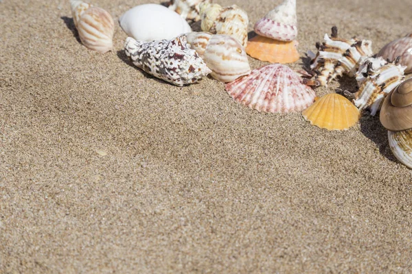 Närbild av en snäckskal på en sandstrand — Stockfoto