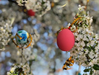 renkli paskalya yumurtaları bir ağaca asılı