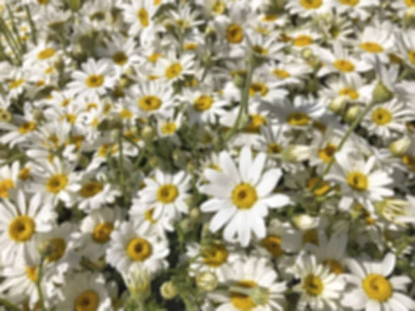 Blurred background with daisy flowers on garden — Stock Photo, Image