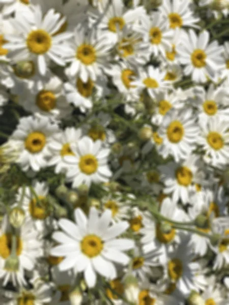 Onscherpe achtergrond met Daisy Flowers op de tuin — Stockfoto