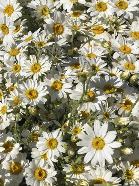 Daisy bloemen op de tuin in de lente — Stockfoto