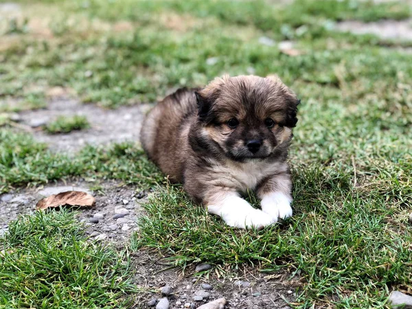 En söt valp som ligger på gräs — Stockfoto