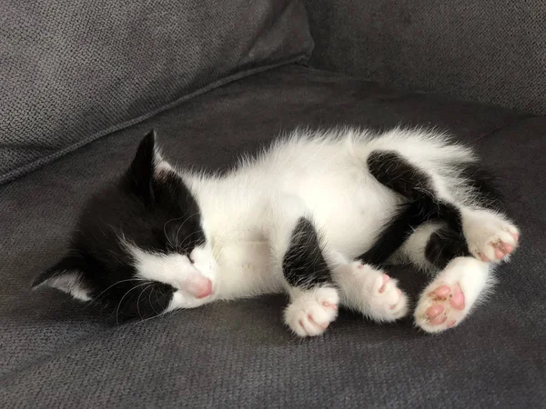 Lindo negro y blanco gatito durmiendo en sofá —  Fotos de Stock