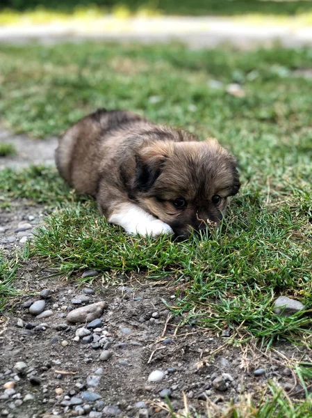一只可爱的小狗躺在草地上 — 图库照片
