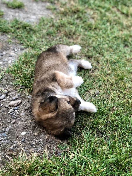 草の上に横たわるかわいい子犬 — ストック写真