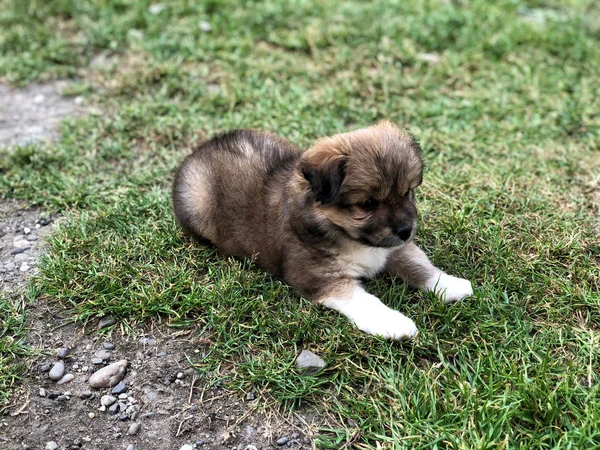 Un lindo cachorro acostado en la hierba —  Fotos de Stock