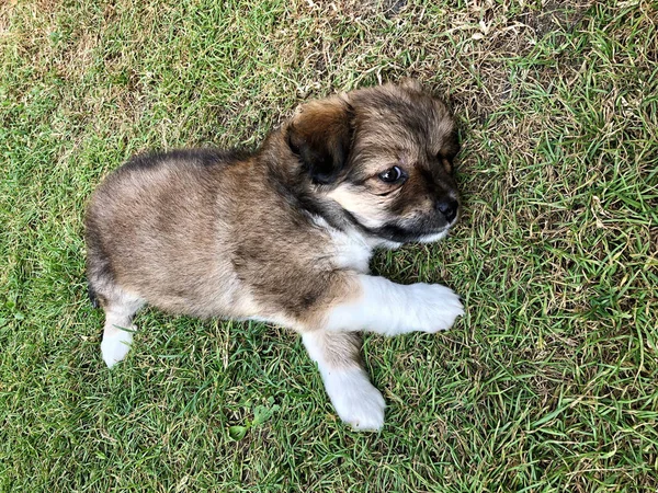 A cute puppy lying on grass — Stock Photo, Image