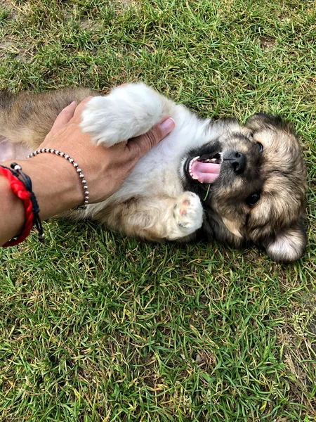 Mano de cerca de una mujer jugando con un lindo cachorro —  Fotos de Stock