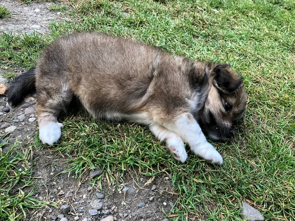 A cute puppy lying on grass — Stock Photo, Image