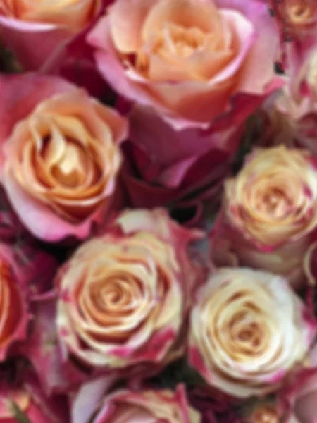 Fondo borroso con rosas de colores — Foto de Stock