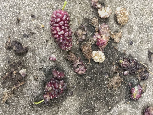 Rijpe en onrijpe moerbei vruchten op de grond — Stockfoto