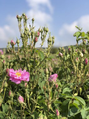 ilkbaharda bahçede pembe güller