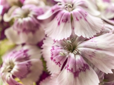 bir arka plan olarak closeup pembe dianthus çiçekler