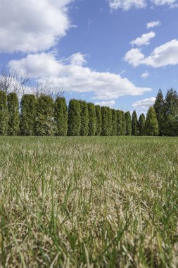 güzel gökyüzü altında ağaçlarla çevrili bahçe