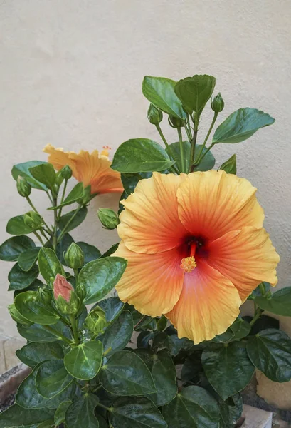 Yellow hibiscus flower against wall at garden — Stock Photo, Image