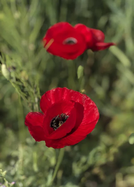 Closeup of poppy flowers at garden — Stock Photo, Image