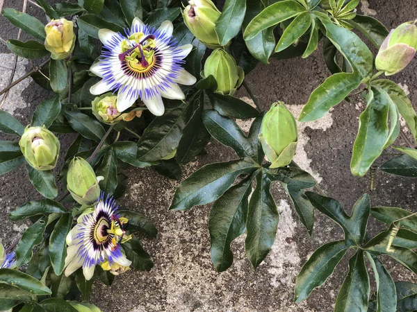 Exotic passion flower on the wall