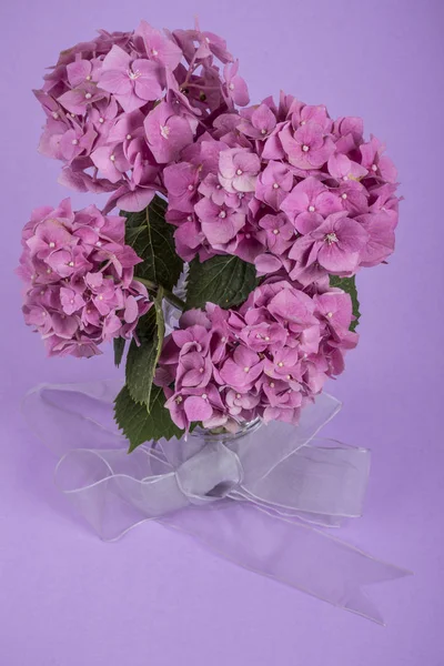 Rosa Hortensie Blüten über lila Hintergrund — Stockfoto